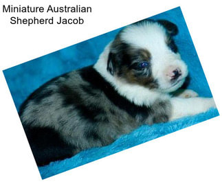 Miniature Australian Shepherd Jacob