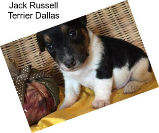 Jack Russell Terrier Dallas