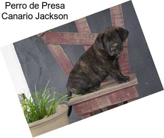 Perro de Presa Canario Jackson