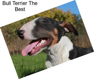 Bull Terrier The Best