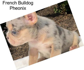 French Bulldog Pheonix