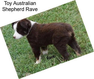 Toy Australian Shepherd Rave