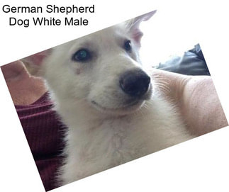 German Shepherd Dog White Male