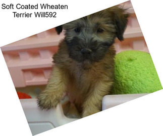 Soft Coated Wheaten Terrier Will592