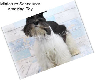 Miniature Schnauzer Amazing Toy