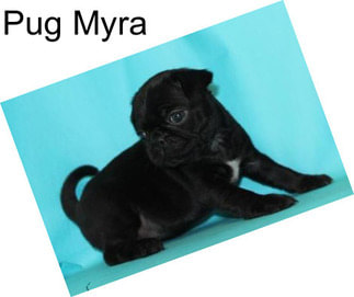 Pug Myra
