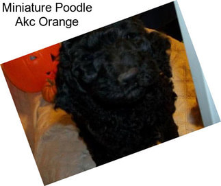 Miniature Poodle Akc Orange