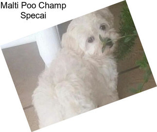 Malti Poo Champ Specai