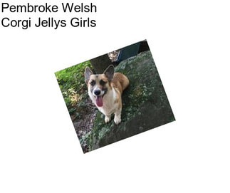 Pembroke Welsh Corgi Jellys Girls