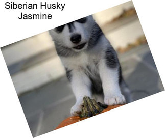 Siberian Husky Jasmine