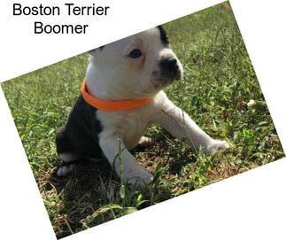 Boston Terrier Boomer