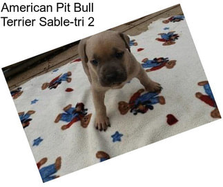 American Pit Bull Terrier Sable-tri 2