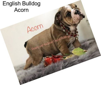 English Bulldog Acorn