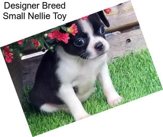 Designer Breed Small Nellie Toy