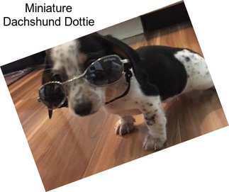 Miniature Dachshund Dottie