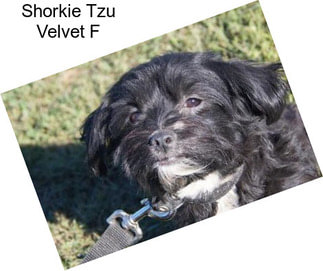 Shorkie Tzu Velvet F