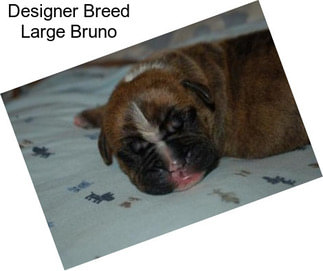 Designer Breed Large Bruno