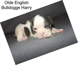 Olde English Bulldogge Harry