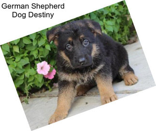 German Shepherd Dog Destiny