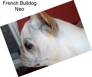 French Bulldog Neo