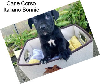 Cane Corso Italiano Bonnie