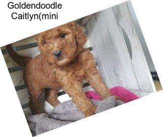 Goldendoodle Caitlyn(mini