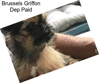 Brussels Griffon Dep Paid