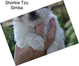 Shorkie Tzu Simba