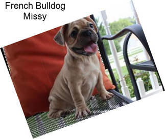 French Bulldog Missy