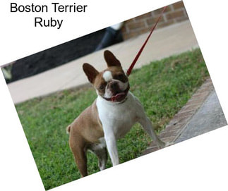 Boston Terrier Ruby