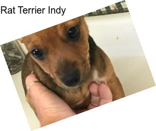 Rat Terrier Indy
