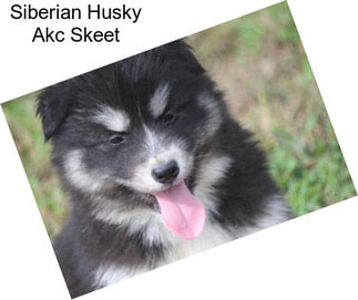 Siberian Husky Akc Skeet