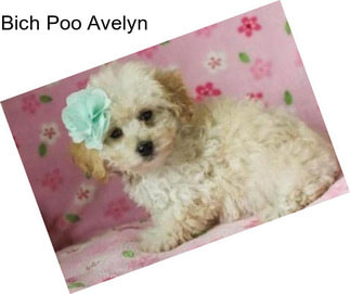 Bich Poo Avelyn