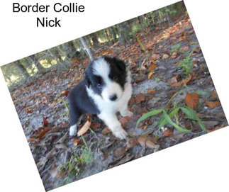 Border Collie Nick