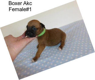 Boxer Akc Female#1