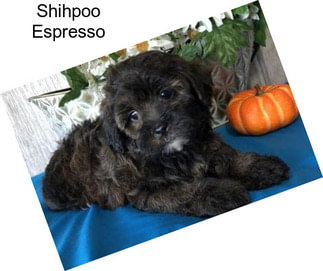 Shihpoo Espresso