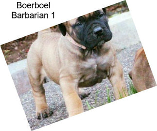 Boerboel Barbarian 1