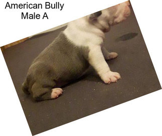 American Bully Male A