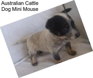 Australian Cattle Dog Mini Mouse