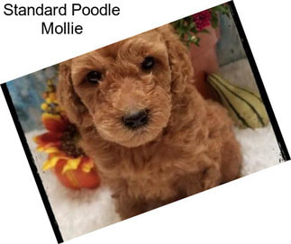 Standard Poodle Mollie