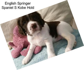 English Springer Spaniel S Kobe Hold