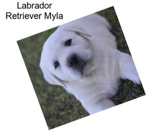 Labrador Retriever Myla