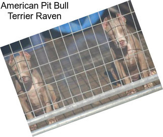 American Pit Bull Terrier Raven