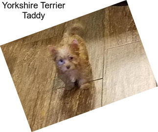 Yorkshire Terrier Taddy