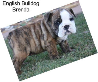 English Bulldog Brenda