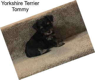 Yorkshire Terrier Tommy