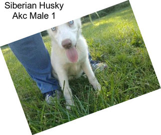 Siberian Husky Akc Male 1