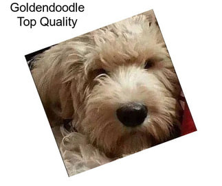 Goldendoodle Top Quality