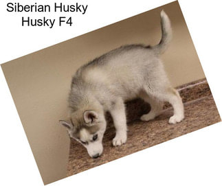 Siberian Husky Husky F4