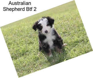 Australian Shepherd Btf 2